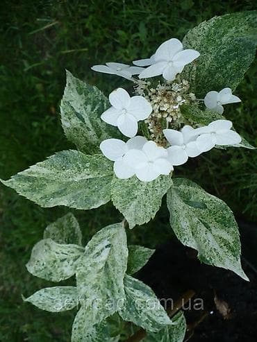 бутон: Саженцы — 5