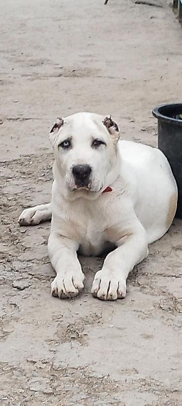 Щенок Алабая Девочка 3 месяца! (тип алабая/среднеазиатской овчарки)