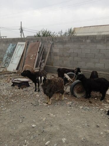 продаю дойную козу: Продаю | Коза (самка) | Полукровка | Для разведения — 4