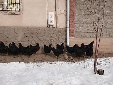 Ветеринар кызматы: Таза кандуу джерсийский гигант жумурткалары сатылат инкубаторго — 3