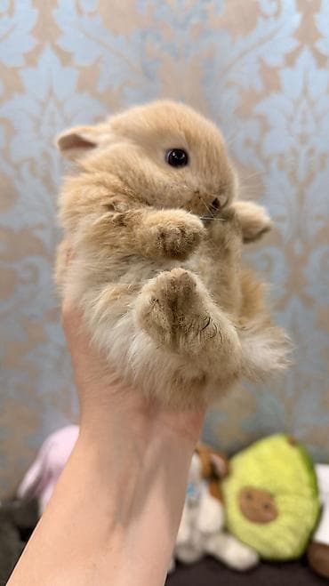 🐰 Декоративные крольчата породы «Львиная голова» 🐰 Милота, в которую