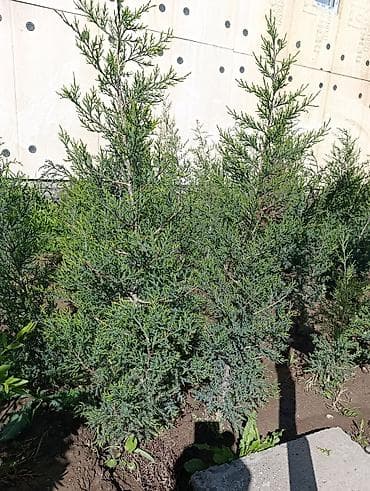 куплю деревья: СРОЧНО ПРОДАЮТСЯ ТУИ❗❗❗ 200 ШТУК❗❗❗ СОРТ КНИЖКА — 5