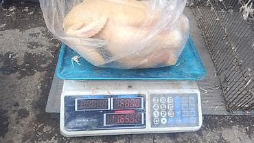 Продукты питания: Домашняя птица, режим на заказ, по предварительному заказу, халал . в — 2