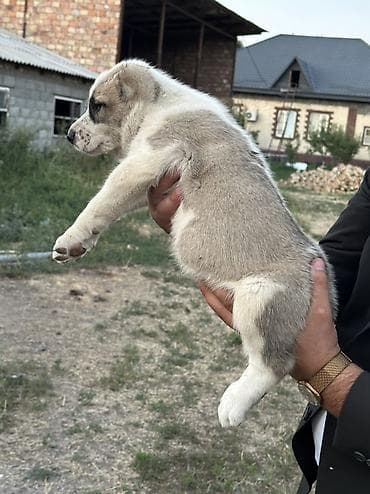 сиамские кошки котята: Алабай, 1 месяц, Самец — 5
