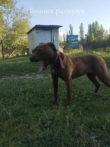 белый питбуль цена: Собака даром: Питбуль, 8 месяцев, Самка — 1