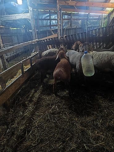 белый кролик: Продаю | Овца (самка) | Эдильбаевская | Для разведения | Матка — 9