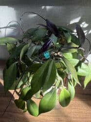 диффенбахия купить: Продаю в ассортименте цветы из личной коллекции. Все взрослые, мощная — 4