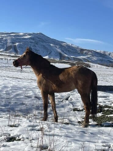 охотник собака: Продаю | Кобыла (самка) | Для разведения — 6