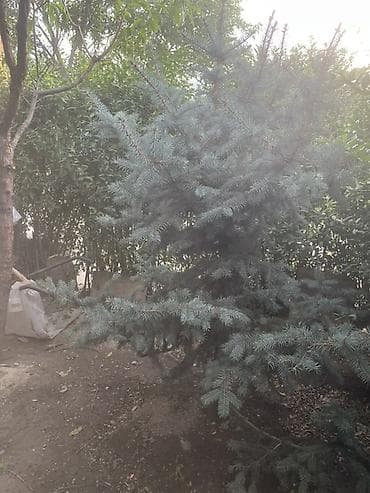 Ель голубая –декоративное хвойное дерево для сада и приусадебных at lalafo.kg Ель голубая –декоративное хвойное дерево для сада и приусадебных
