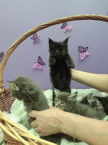 коты: Мейн-кун, 1 месяц, Девочка, Серый, Приучена к лотку — 10