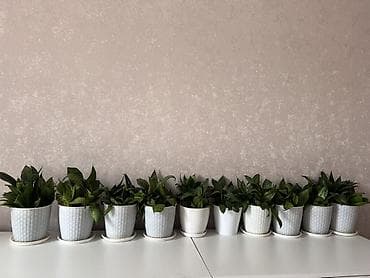 цветы гортензия: Город ОШ. Сансевиерия в декоративных горшках Высота растения около — 1