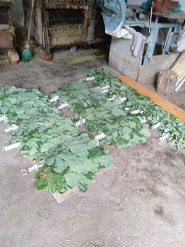 дрова бесплатно: Веники для бани из дуба

- Ручная заготовка тлф — 1