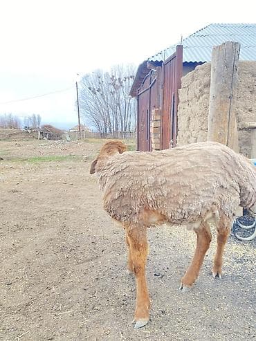 кошки купить бишкек: Продаю | Баран (самец) | Для разведения | Племенные — 3