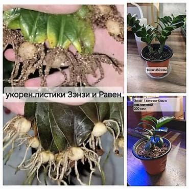 бинза пила: -укоренённые листики замиокулькаса Зэнзи и Равен с хорошей корневой — 1