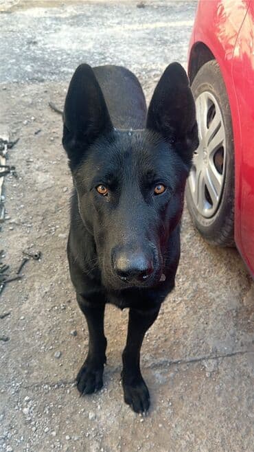 немецкая овчарка шенок: Овчарка, 2 года, Самка, С родословной — 1