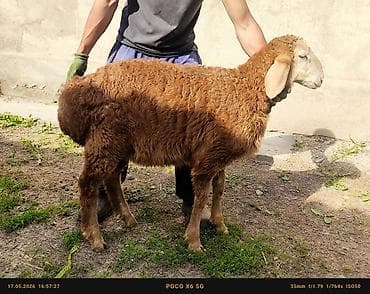 декоративная рыба: Продаю | Баран (самец) | Арашан | На забой, Для разведения, Для шерсти — 8