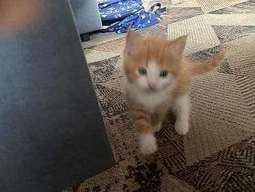 сиамские кошки котята: Милые домашние котята - Помёт из трёх малышей: два рыжих с белыми — 8