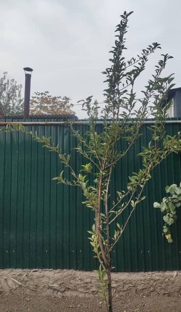 саженцы плодовых деревьев купить: Саженец плодового дерева ( яблоня) с развитой корневой системой и — 2