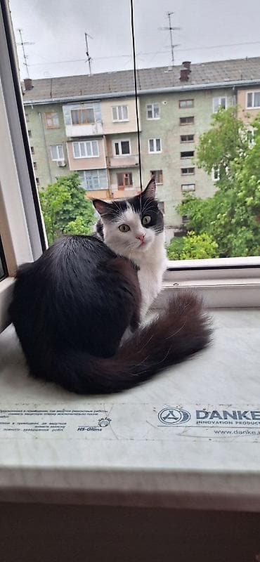 куда можно отдать кошку: Кошка даром: Беспородная, 3 года, Девочка, Приучена к лотку — 3