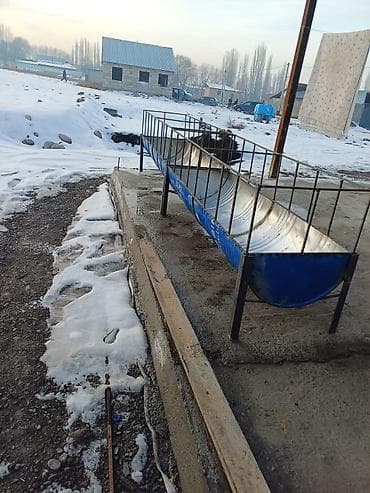 рамановский баран: Продаю | Овца (самка), Ягненок, Баран (самец) | Гиссарская, Полукровка, Долан | На забой, Для разведения, Для шерсти | Племенные, Котные, Кастрированные — 10