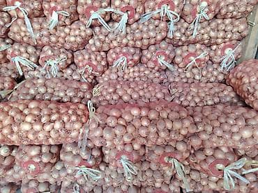 Лук Оптом — 3