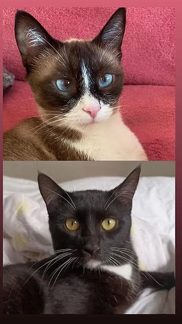 Кошки: Котенок в хорошие руки мальчик 1,5 месяца приучен к лодку, кушает — 4