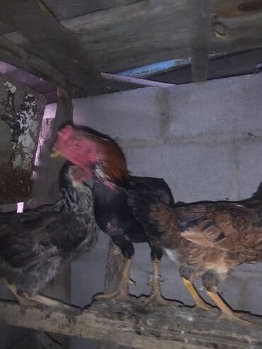 сколько стоит французский бульдог: Продаю | Петух | Бойцовая | Для разведения — 2