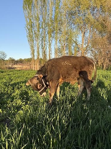 ишу карова: Продаю | Бык (самец) — 2