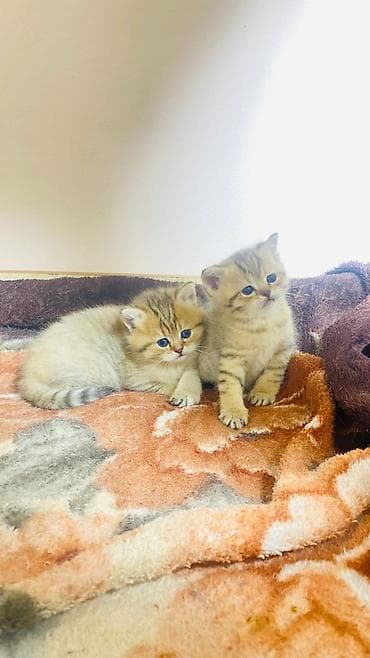 Продажа кошек: Скотиш Страйт (Шотландская прямоухая), 1 месяц, Девочка, Шоколадный — 1