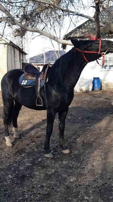 купить щенка породы хмонг: Продаю | Конь (самец) | Конный спорт — 4