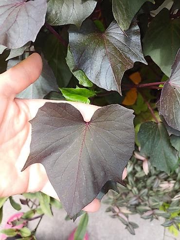 картошка семеная: Ипомея батат (Ipomoea batatas) — декоративные сорта для клумб, кашпо и — 5
