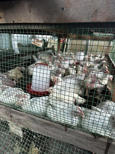 Продам с/х животных: Продаю | Цыплята | Бройлерная | На забой — 2