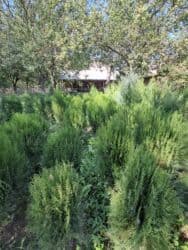 садовые инструменты: Саженцы деревьев: Туи, Бесплатная доставка — 4