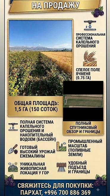 малина геракл купить: Ежевика — 1