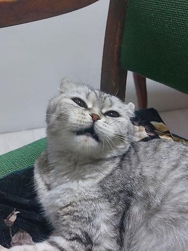 Продажа кошек: Шотландская вислоухая кошка (Scottish Fold) - Окрас: серебристый — 6