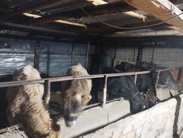 продажа охотничьих собак: Продаю | Тёлка | Для разведения, На откорм | Привязанные — 6