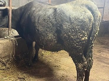 куплю корову: Продаю | Корова (самка) — 3