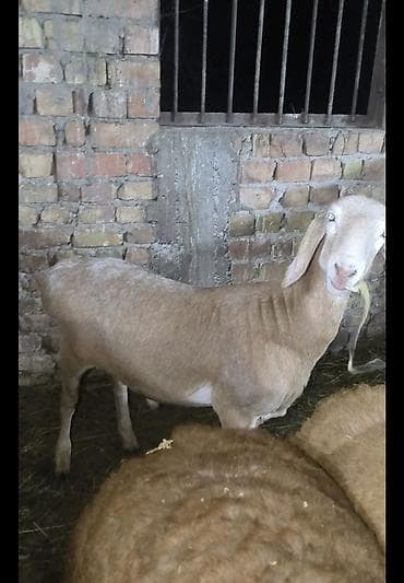 сокол птица цена: Продаю | Ягненок | Для разведения | Племенные — 2