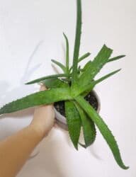 аихризон купить: РАСПРОДАЖА 🔥🔥🔥🔥 Продаю комнатные растения, цветы . РАСПРОДАЖА 🔥🔥🔥🔥 — 2