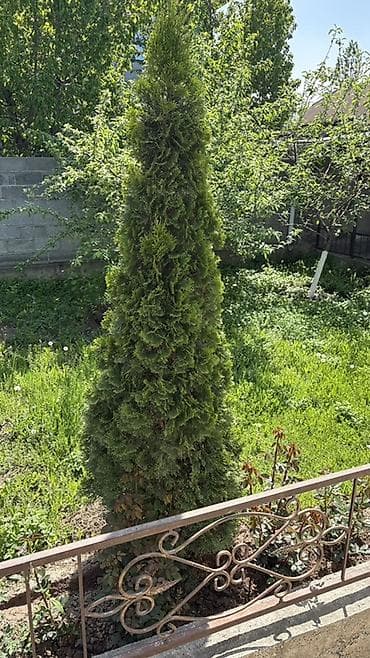 тример садовый: Туя западная, форма колонновидная (вероятно сорт Смарагд/Брабант) — 3