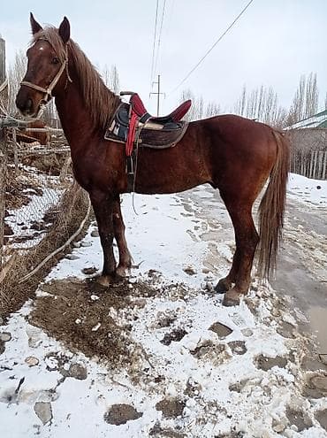 мал сатам: Сатам | Жылкы (эркек) | Ат спорту — 1