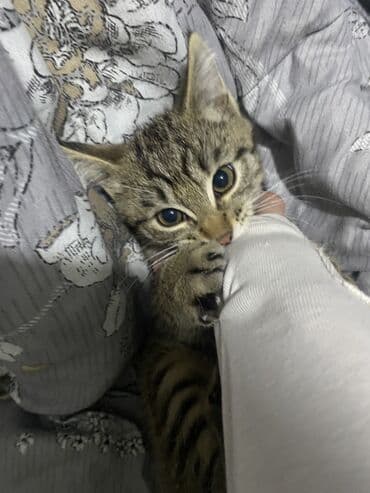 шотландский вислоухий рыжий кот: Кошка даром: Скотиш Страйт (Шотландская прямоухая), 3 месяца, Мальчик, Приучена к лотку, Проглистована — 11