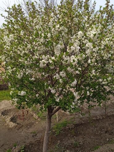 Саженцы карликовой вишни Токмак . Только звонить! какие ягоды можно at lalafo.kg Саженцы карликовой вишни Токмак . Только звонить! какие ягоды можно