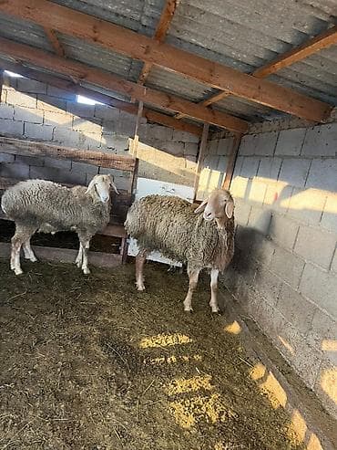 уй кой: Продаю | Баран (самец) | Арашан | Для разведения | Осеменитель — 4