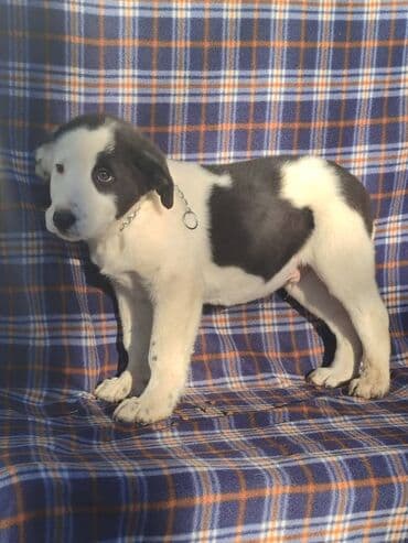 продажа собак бишкек: Ищем дом щенкам. Дважды привиты,имеют ветеринарные паспорта. Есть — 10