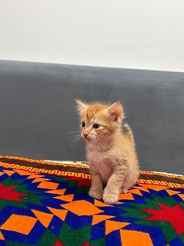 помёта: Беспородная, 1 месяц, Мальчик, Рыжий, Приучена к лотку — 3