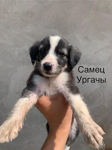 игрушки кошек: Тайган, 2 месяца, Самец, С родословной — 3