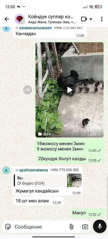 кролик в клубнике: Продаю | Цыплята | Домашняя | Для разведения — 1