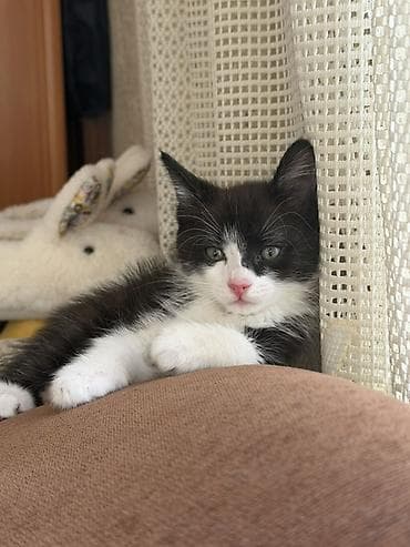 Отдам котят в добрые руки ❤️ Котята домашние, окрас на выбор: -