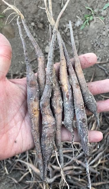 Рассада овощей at lalafo.kg Рассада овощей